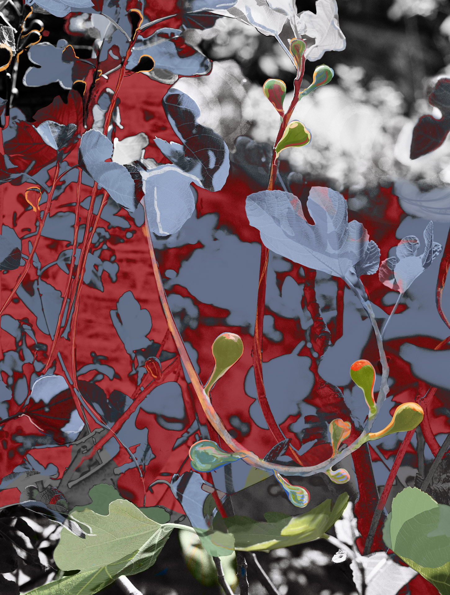 Fig tree with leaves & light, 2021